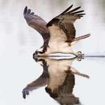 image for An osprey gliding on the surface of a body of water