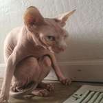 image for Hairless Cat huddles next to heat vent
