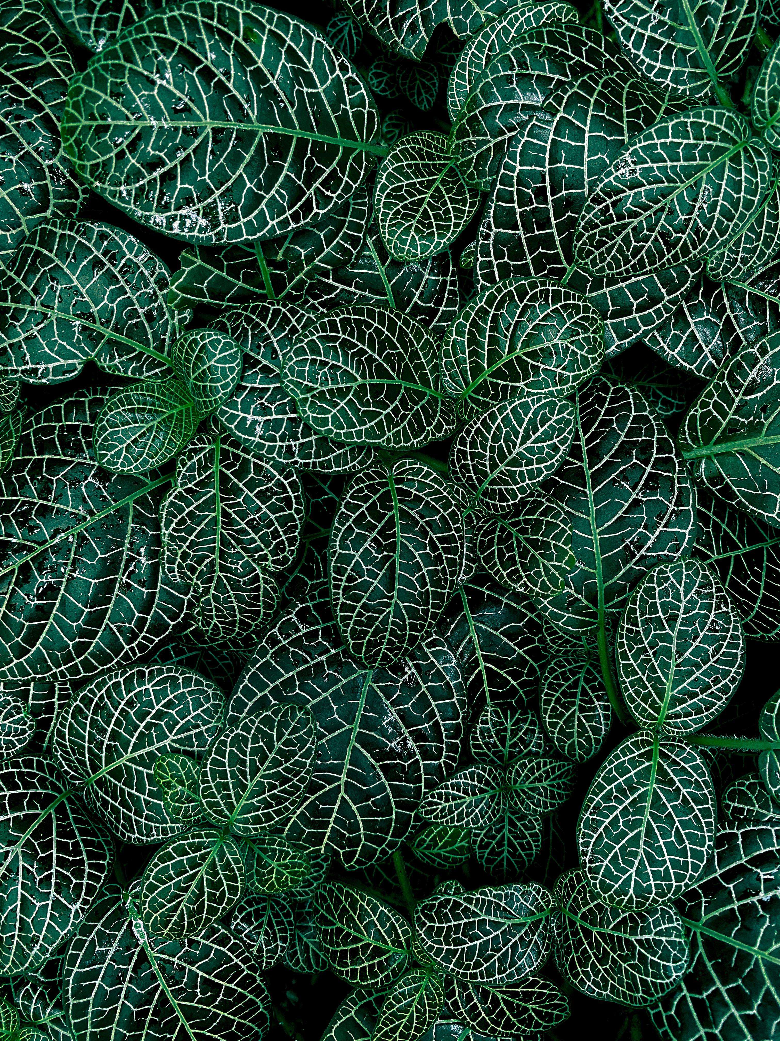 image showing ITAP of a fittonia