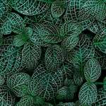 image for ITAP of a fittonia