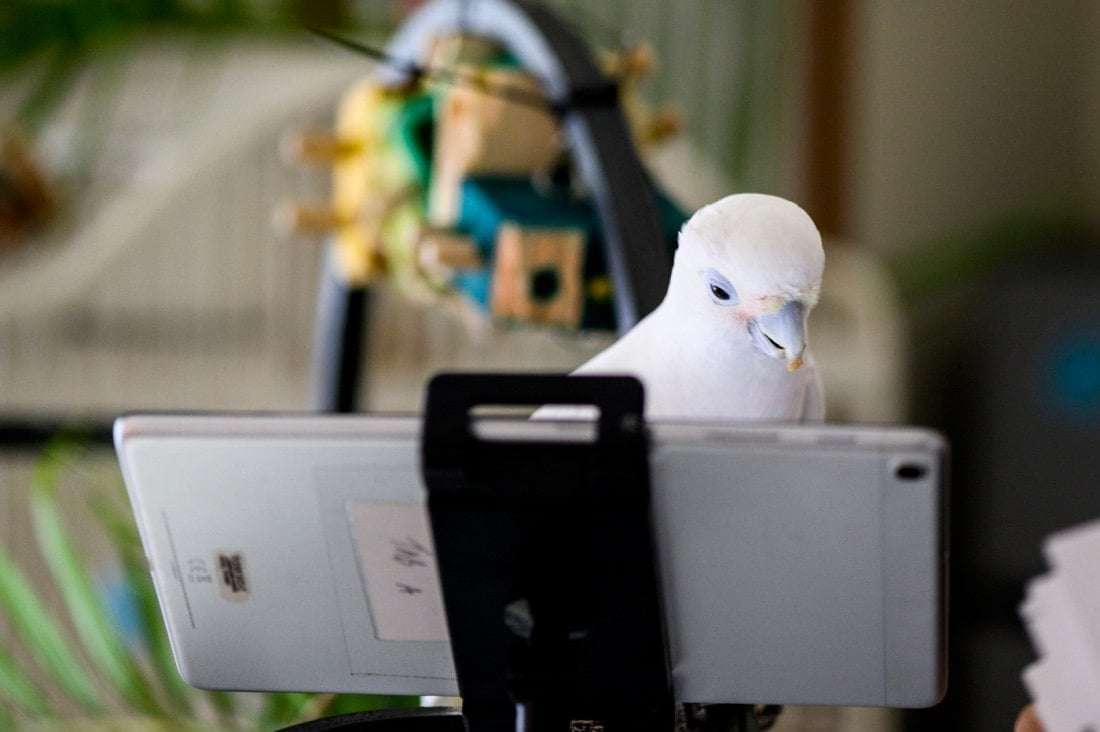 image for Scientists Taught Pet Parrots to Video Call Each Other—and the Birds Loved It