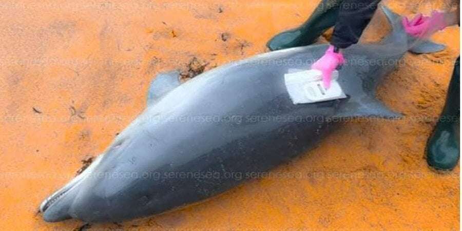 image for Over 100 dolphins die in Black Sea in April because of Russian actions