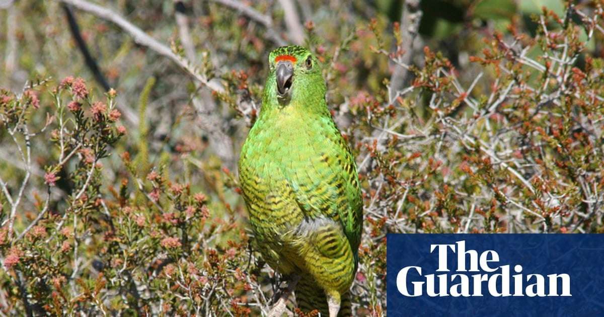 image for Australia’s coronation gift to King Charles is $10,000 donation for WA endangered parrot