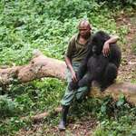 image for Virunga National Park ranger comforts a young gorilla whose mother was killed by poachers