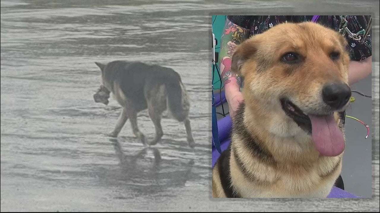 image for Abandoned dog seen wandering Detroit streets with stuffed toy rescued, now receiving care