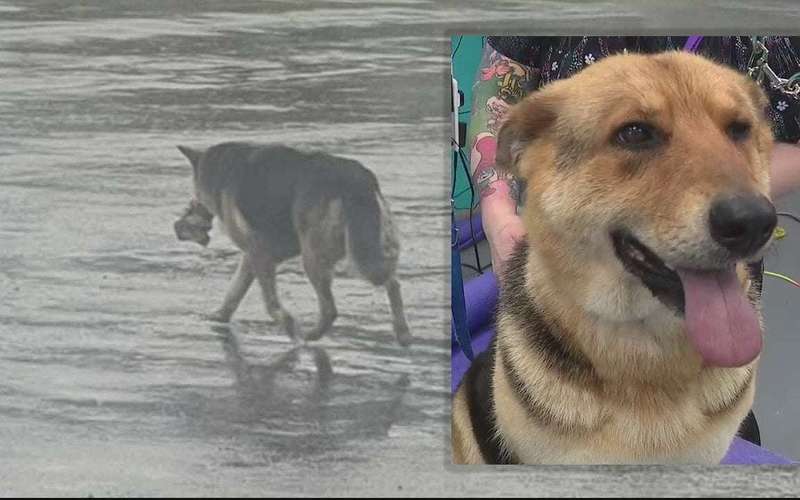 image for Abandoned dog seen wandering Detroit streets with stuffed toy rescued, now receiving care
