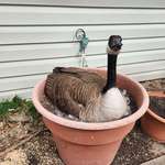 image for A Canadian goose that comes back year after year to lay her eggs in my neighbor's plant pot [OC]