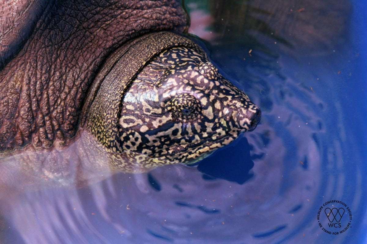 image for The Last Female Yangtze Giant Softshell Turtle Is Dead