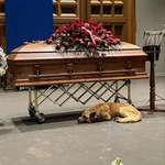 image for Singer-Songwriter Gordon Lightfoot's dog Taurus beside him to the very end