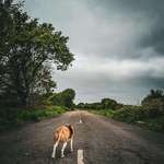 image for ITAP of my Beagle on an abandoned road