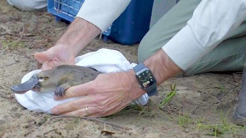 image for Platypuses return to Sydney's Royal National Park after disappearing for decades