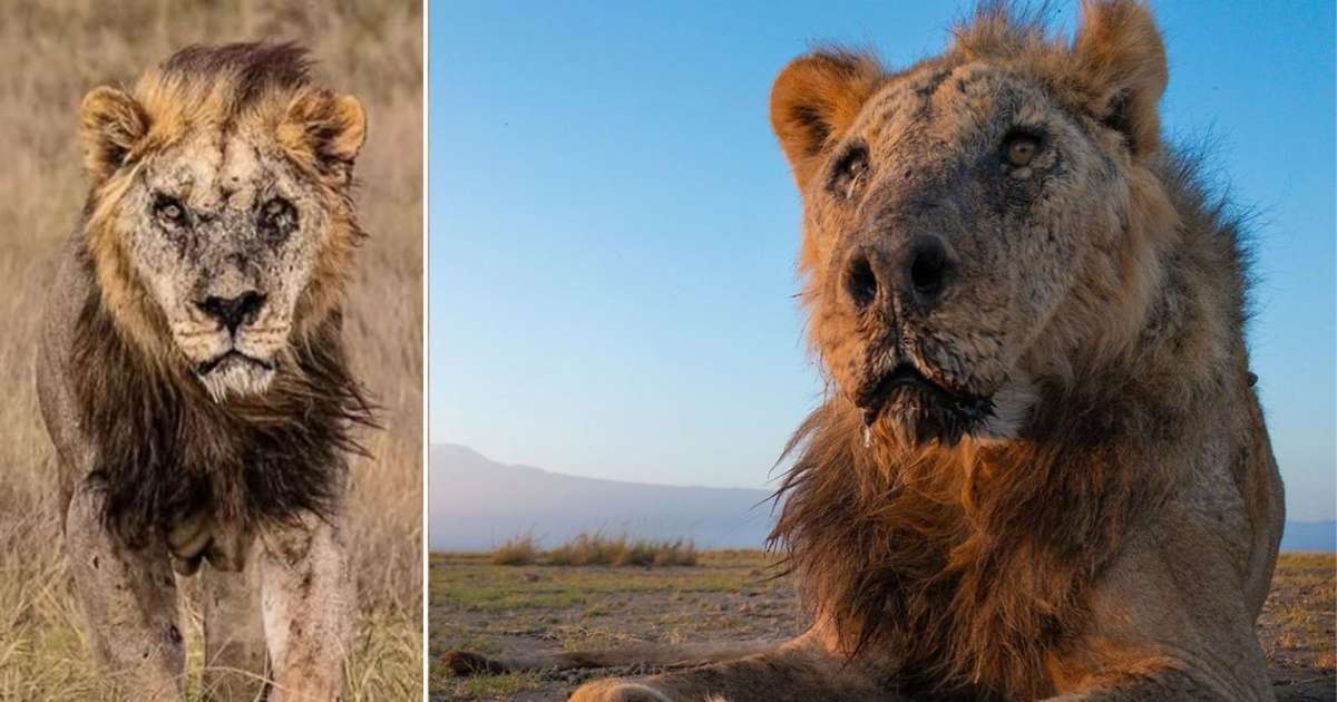 image for 'World's oldest lion' dies after being speared to death in Kenyan wildlife park