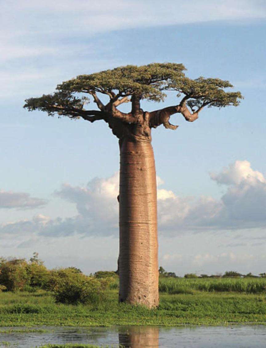 image showing Such a terrific tree