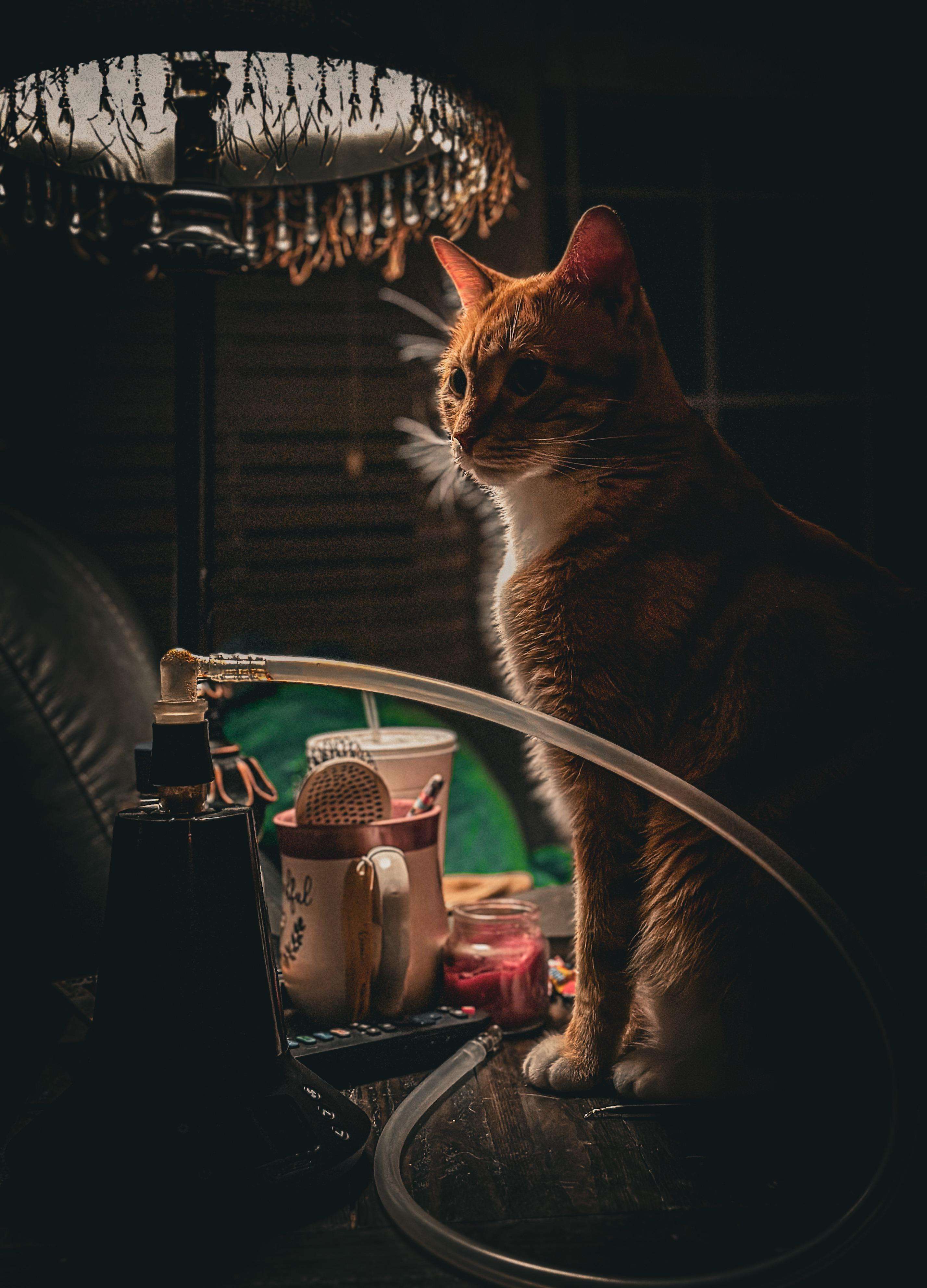 image showing ITAP of my Cat