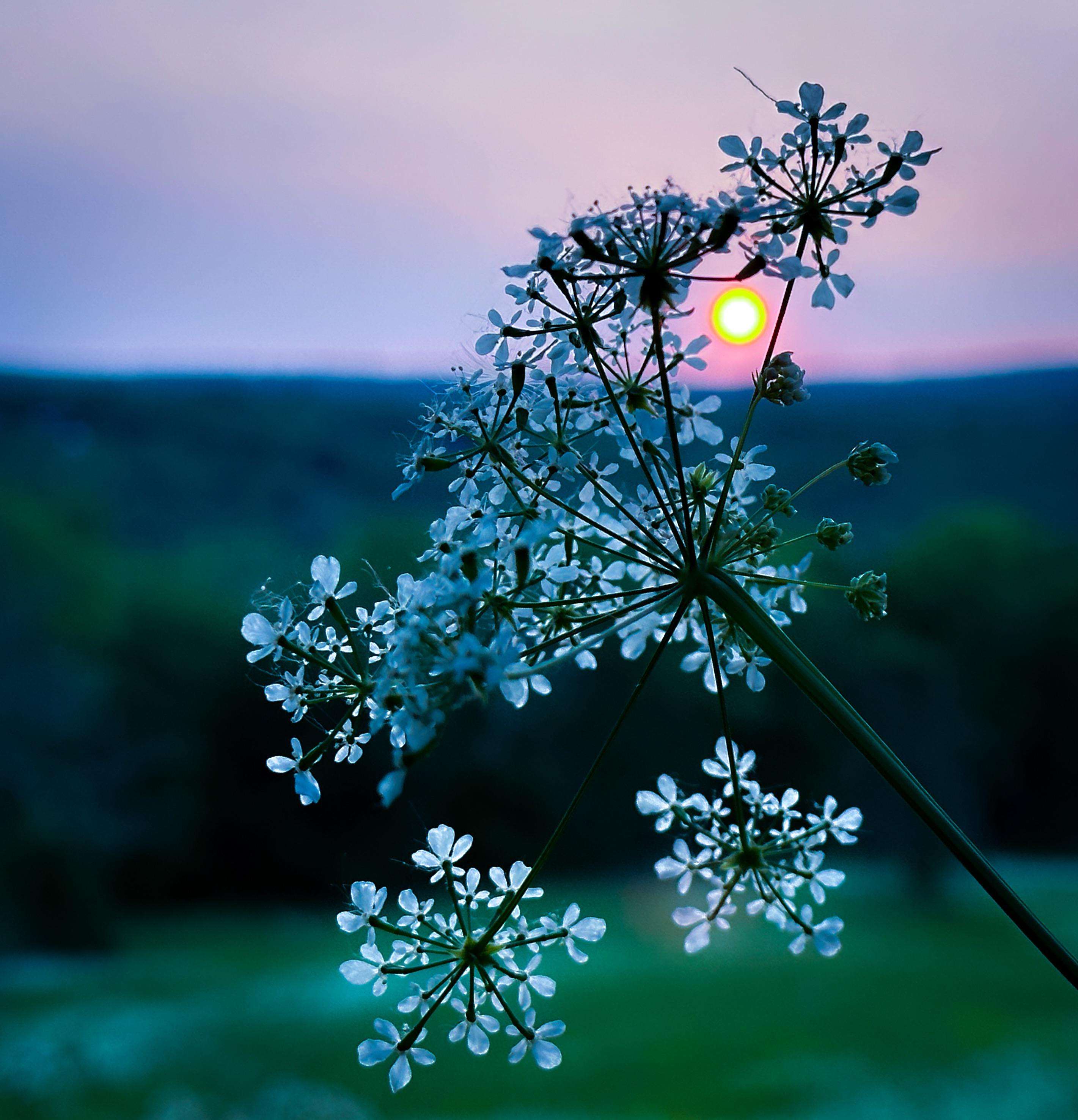 image showing ITAP of a sunset through the flowers
