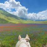 image for Flowering meadows on horseback in Pian Grande, Italy