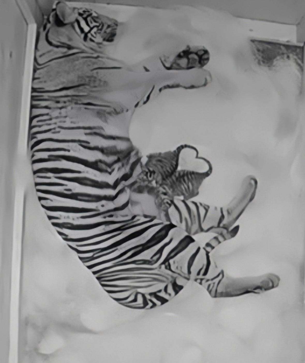image showing Dari, the Memphis Zooâ€™s female Sumatran tiger, gave birth to two cubs on May 5, 2023.