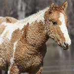 image for A rare curly haired horse for the 99% of people who haven’t seen one yet - your welcome