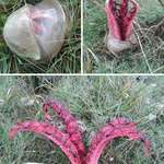 image for The Devil’s fingers fungus.
