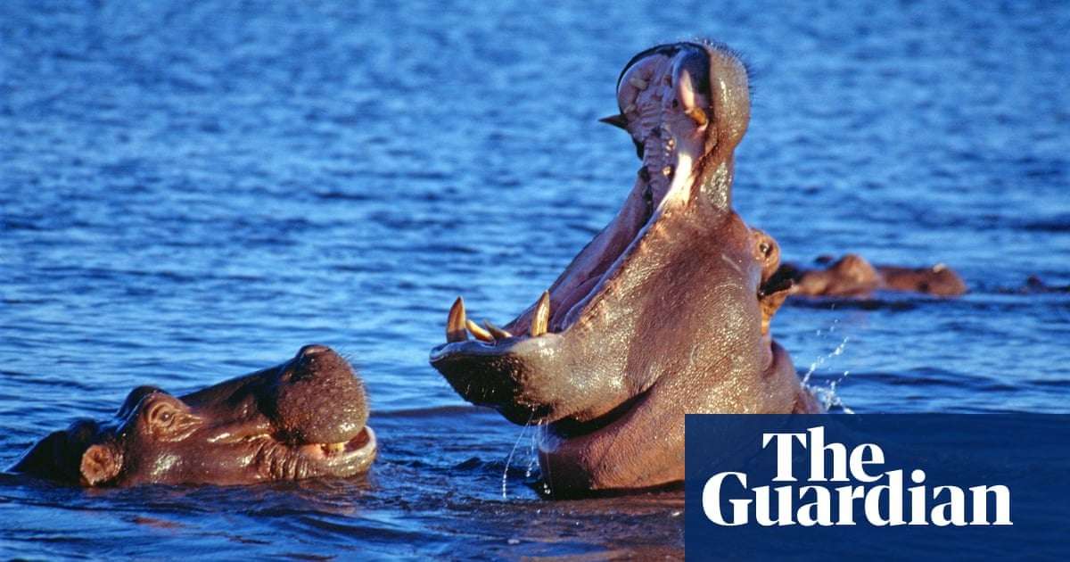 image for Imports of ivory from hippos, orcas and walruses to be banned in UK
