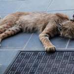 image for Wild bobcat decides to take a quick nap on the front porch Arizona US
