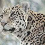 image for My jaguar drawing was selected for the 63rd annual Society of Animal Artists exhibit (OC)