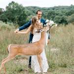 image for Deer crashing a wedding photo shoot