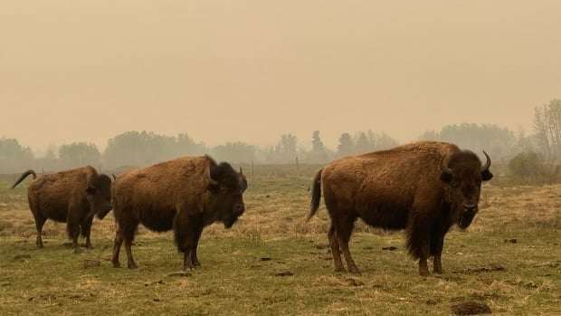image for Indigenous-led bison repopulation projects are helping the animal thrive again in Alberta