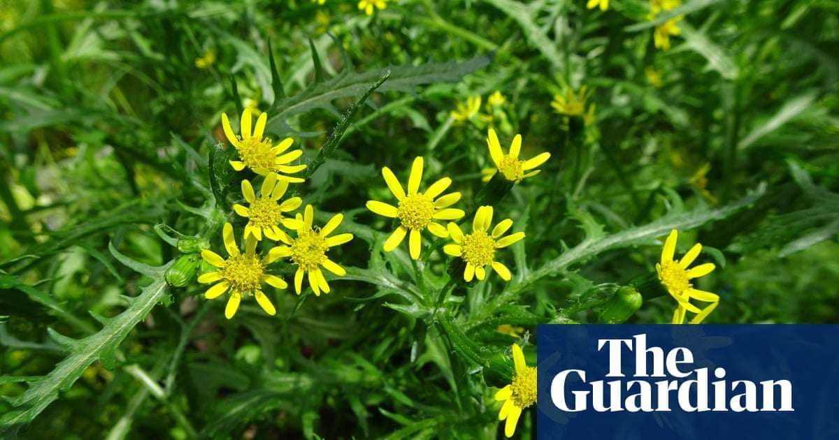 image for York groundsel blooms again in Britain’s first-ever de-extinction event