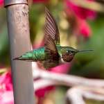image for ITAP of a humming bird