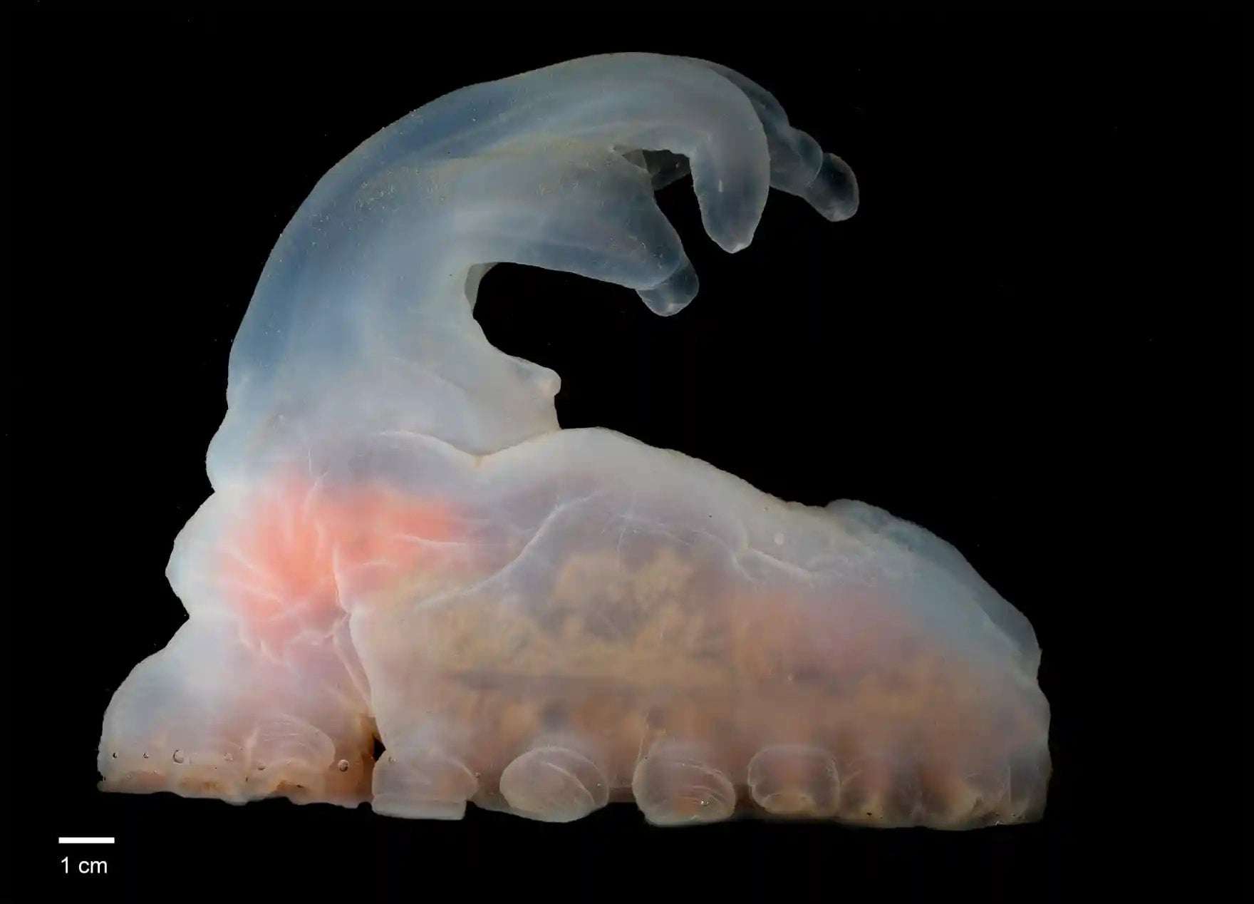 image for 5,000 New Species Identified at Site of Planned Deep-Sea Mine » Explorersweb