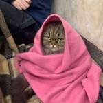 image for Ukrainian cat hides in the subway from the night bombing