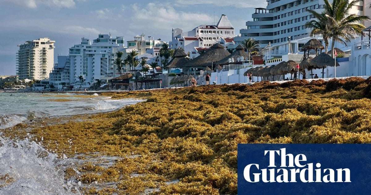 image for Clumps of 5,000-mile seaweed blob bring flesh-eating bacteria to Florida