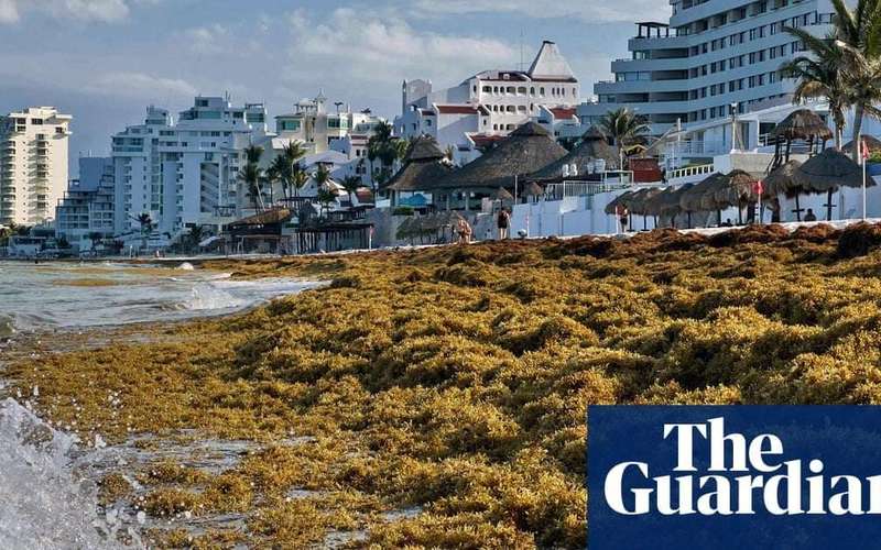 image for Clumps of 5,000-mile seaweed blob bring flesh-eating bacteria to Florida