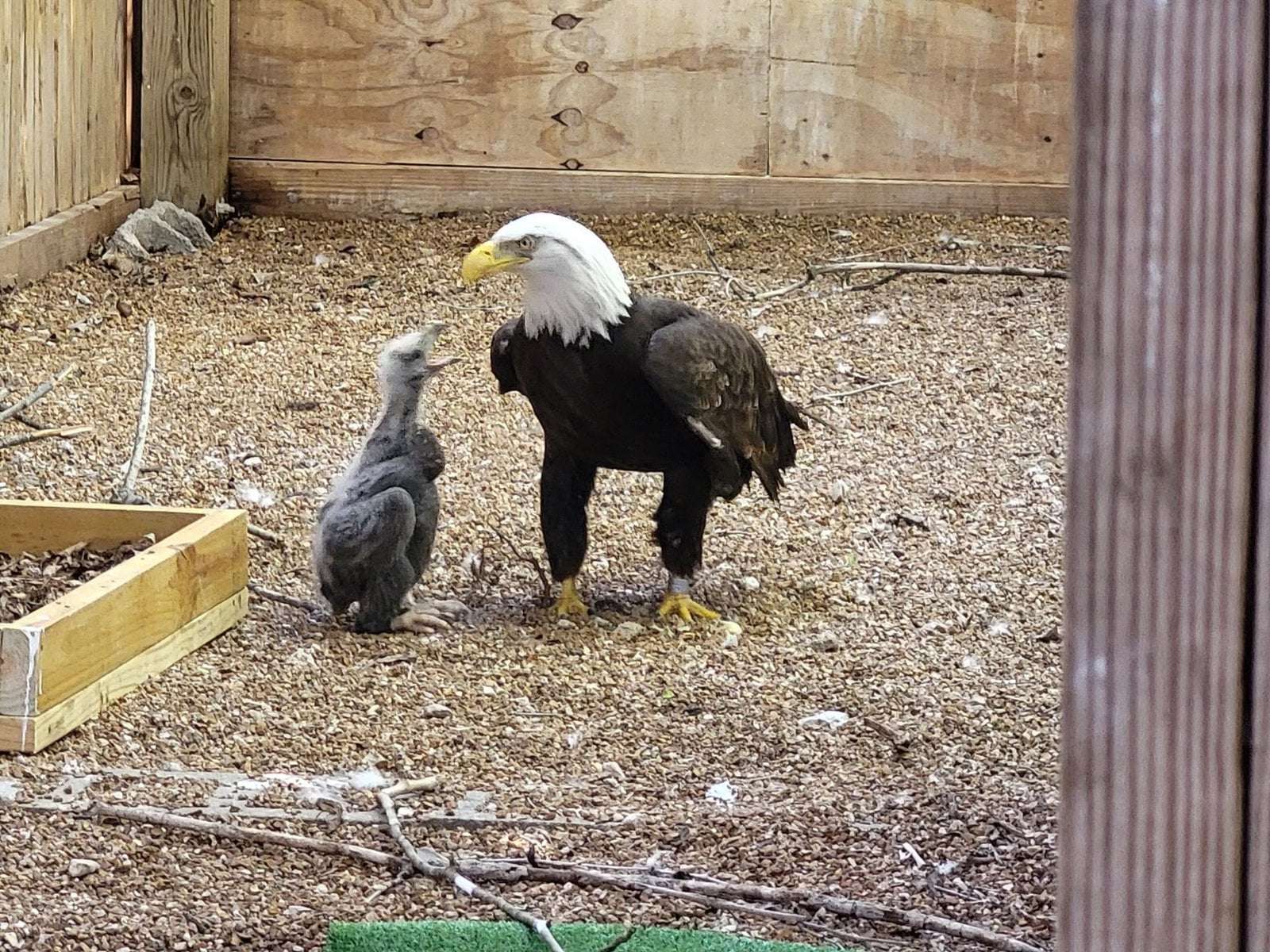 image for Eagle Who Thought Rock Was an Egg Finally Gets to Be a Dad