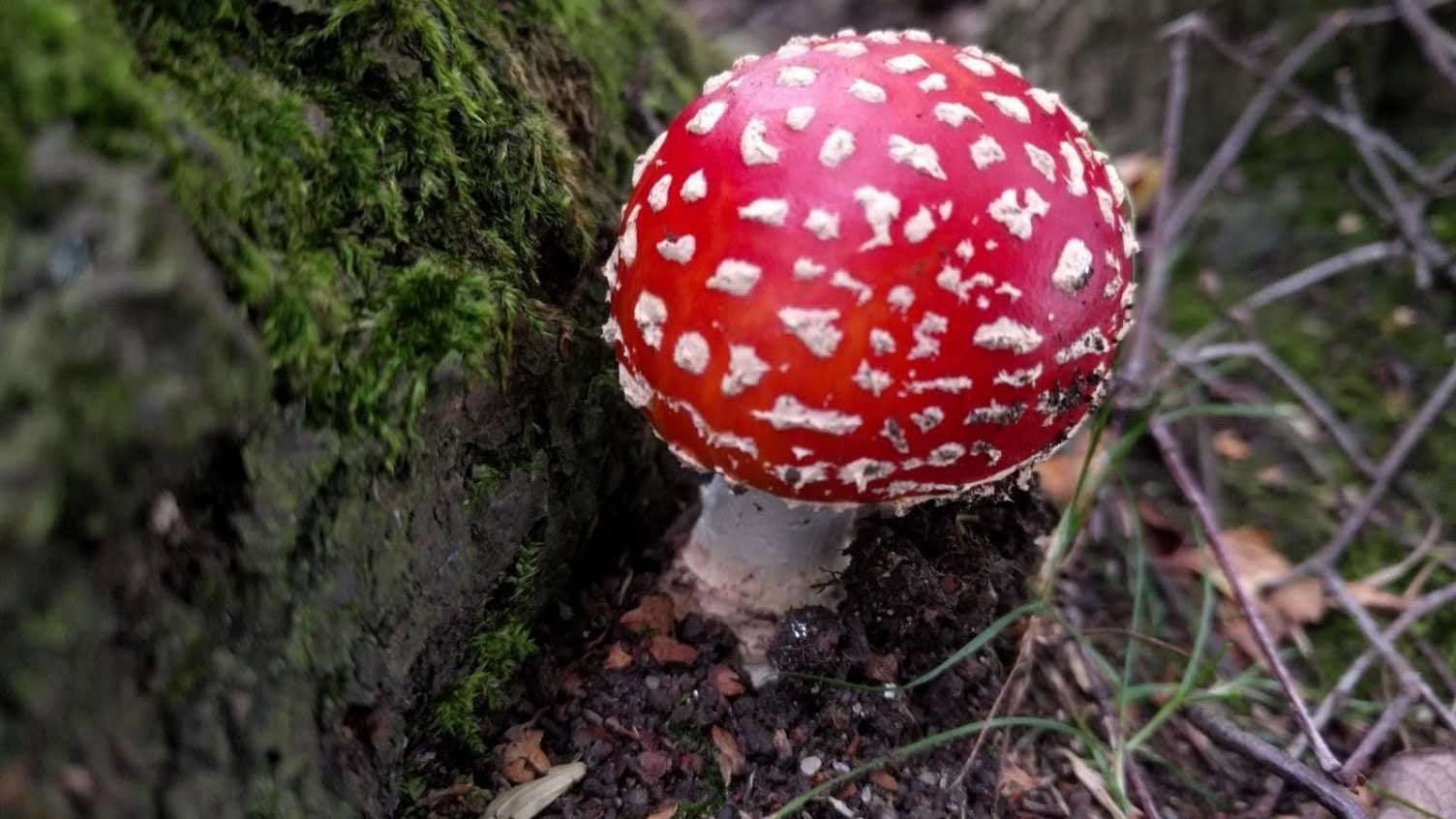 image for Fungi stores a third of carbon from fossil fuel emissions and could be essential to reaching net zero