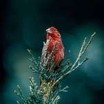 image for ITAP of a House Finch