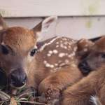 image for ITAP of some fawns that have taken up residence in our yard.