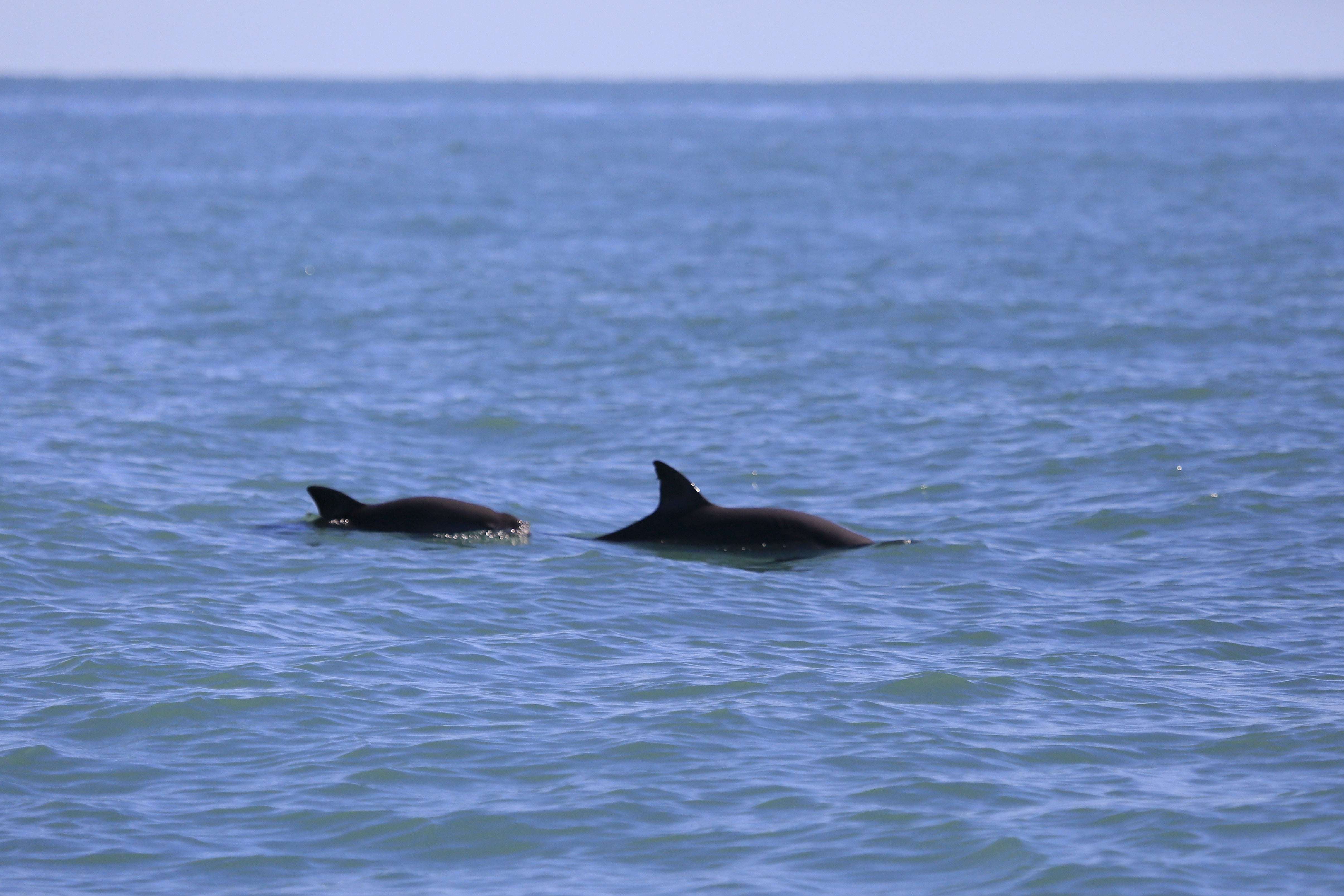 image for Latest population survey yields good news for vaquita marina