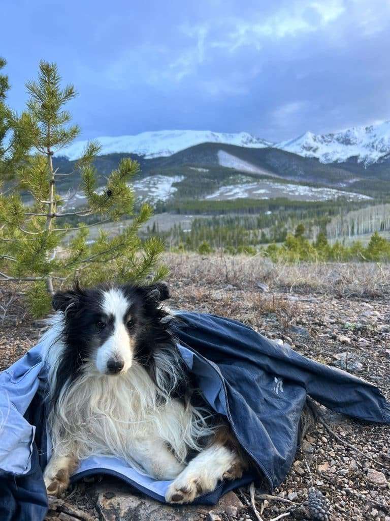 image for A Breckenridge man’s dog ran off after his wife died. It survived 5 weeks in Colorado’s Rocky Mountains before being rescued by a hiker.