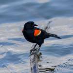 image for ITAP of a red-winged blackbird over water.
