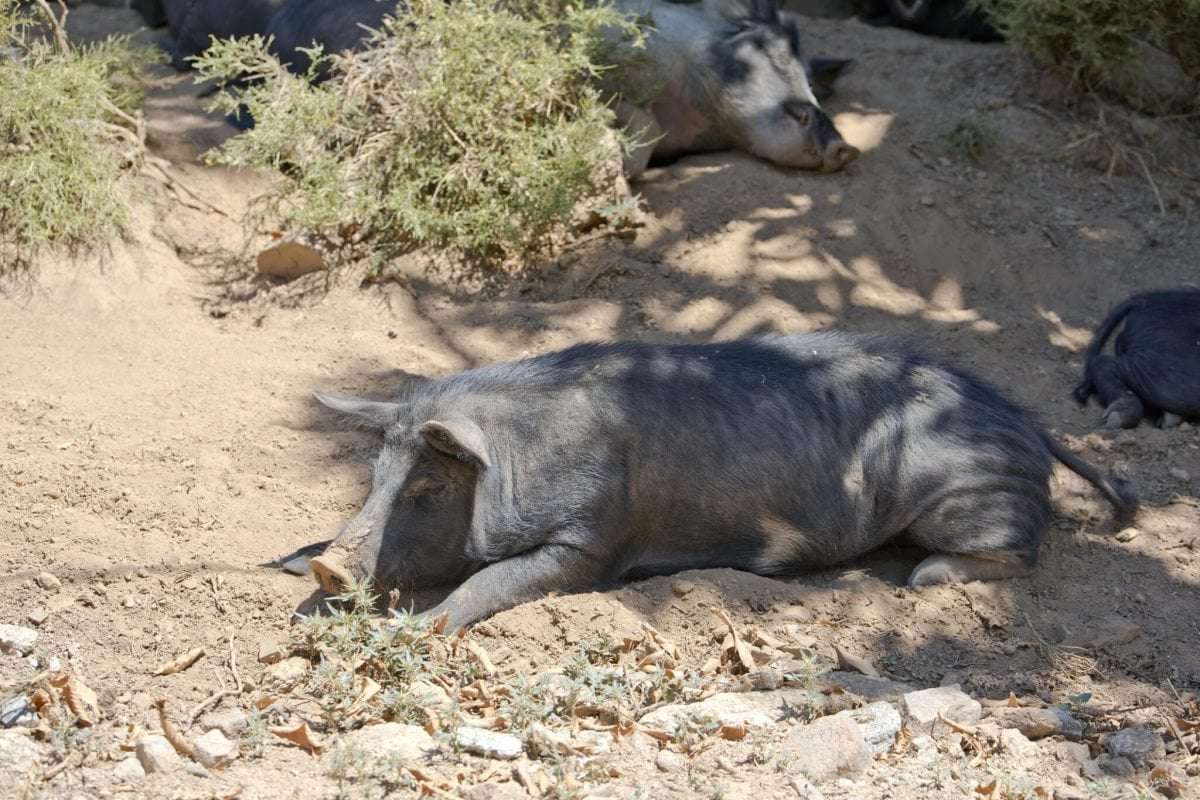 image for Feral Hog Steals 18 Beers, Gets Drunk And Starts A Fight With A Cow Before Passing Out Under A Tree