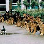 image for A photo from 1987, showing police dog trainees staying put after a cat is placed in from of them.