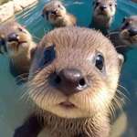 image for Baby otter