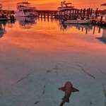 image for ITAP of a shark at sunset at Compass Cay, The Bahamas