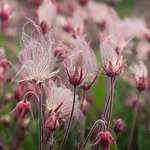 image for ITAP of these Prairie Smoke flowers