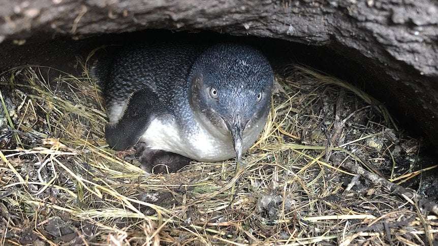 image for Little penguin habitat in Tasmanian city of Burnie to expand into existing car park