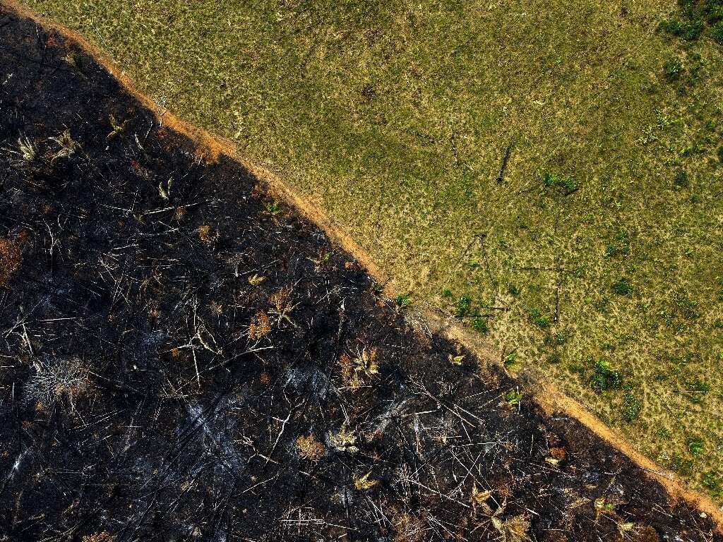 image for Brazilian Amazon deforestation falls 31% under Lula
