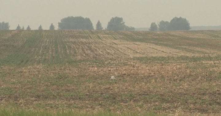 image for Extremely dry spring leaves southern Albertan farmers on the road to ‘zero production’