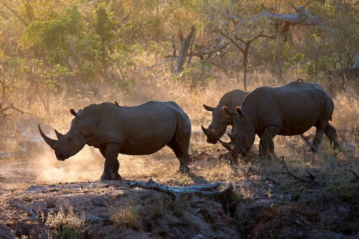 image for After 17-Year Absence, White Rhinos Return to the DRC